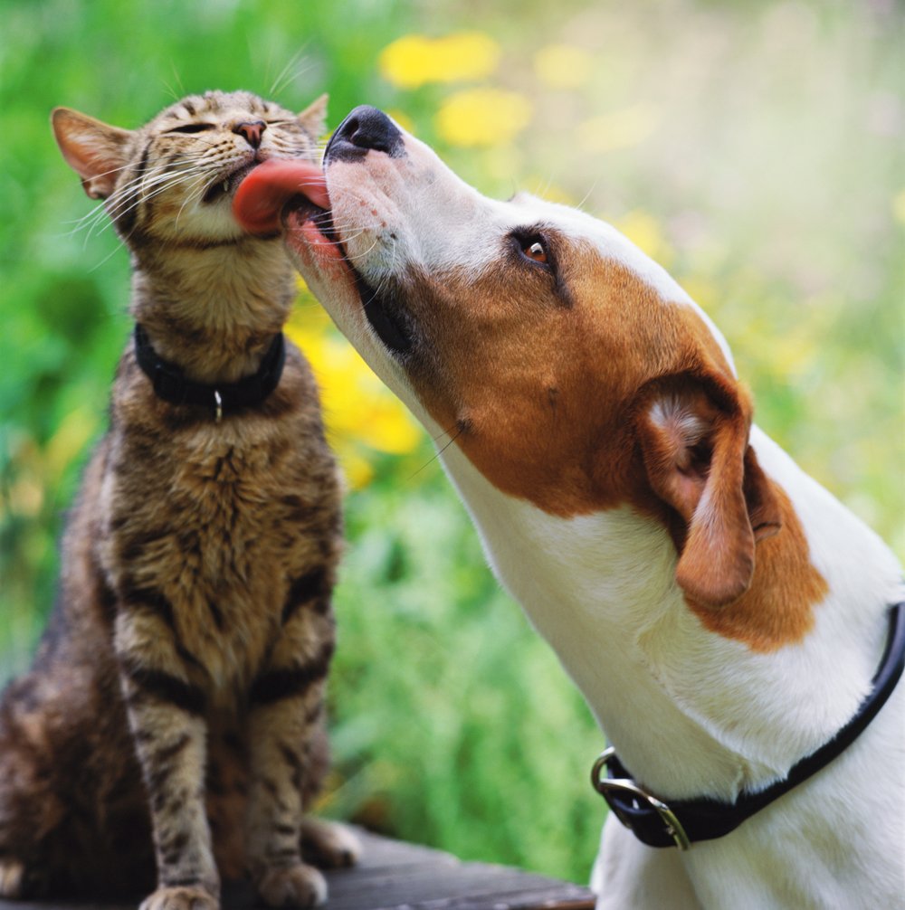 NA FAMÍLIA - População de pets vem crescendo: há um gato ou cachorro para cada duas pessoas