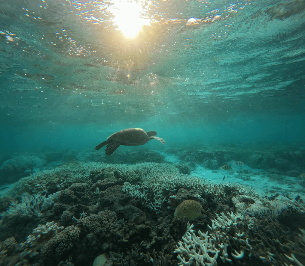 Calor nos oceanos gera branqueamento de corais; níveis podem ser os piores já registrados