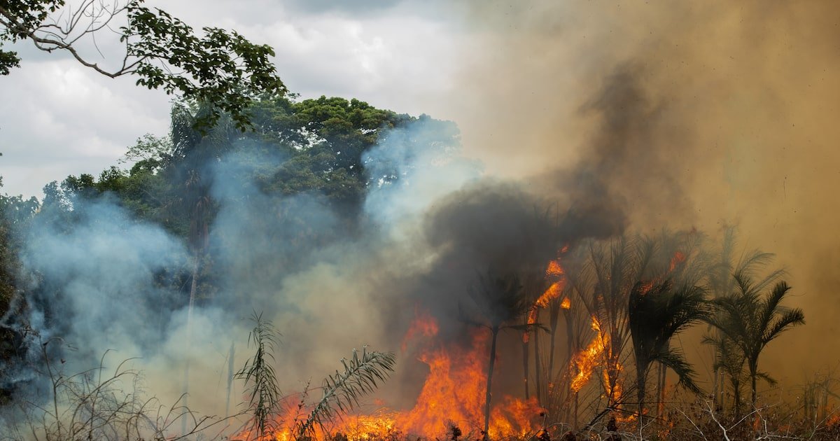 Litigância climática: ações contra desmatadores crescem na Justiça brasileira