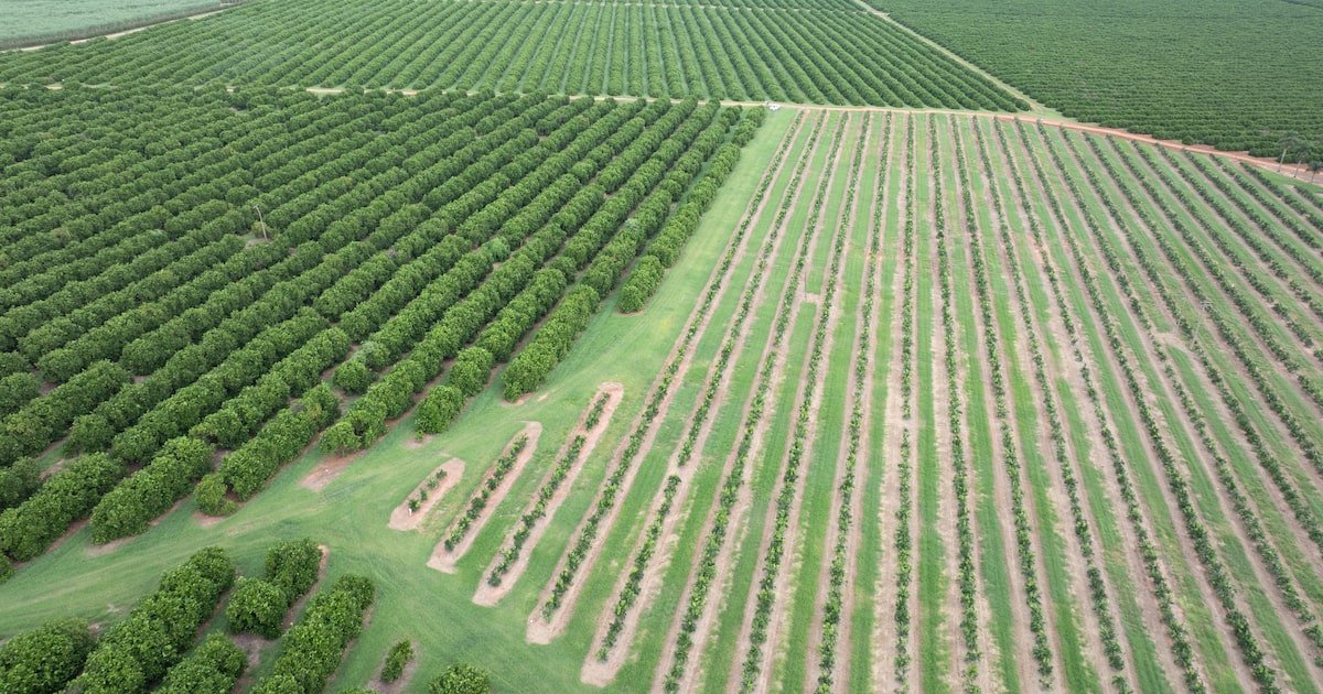 São Paulo, maior produtor de laranja do mundo, ainda tem áreas para crescer, diz instituição