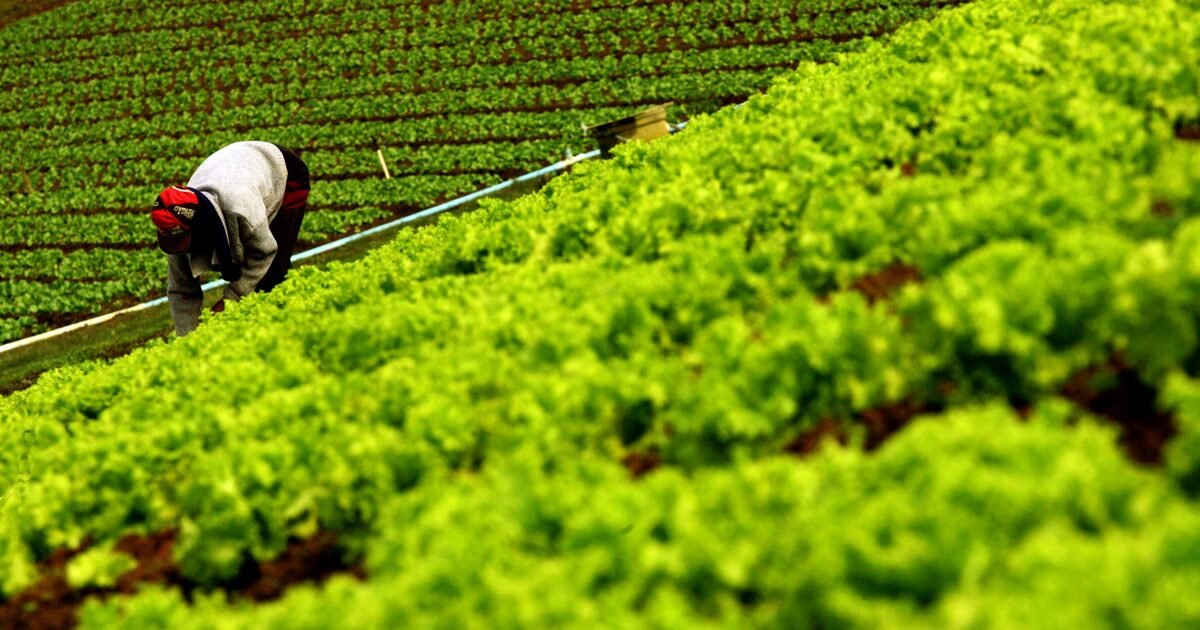 Proagro: Fazenda vê ‘conflito de interesses’ e estuda rever atuação de bancos no programa