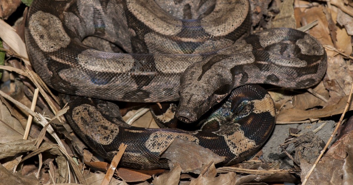 Pesquisadores descobrem nova espécie de jiboia nativa da Mata Atlântica; veja imagens