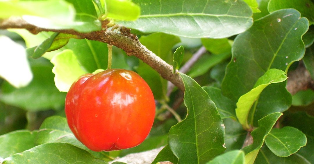 Além da laranja: 10 alimentos ricos em vitamina C