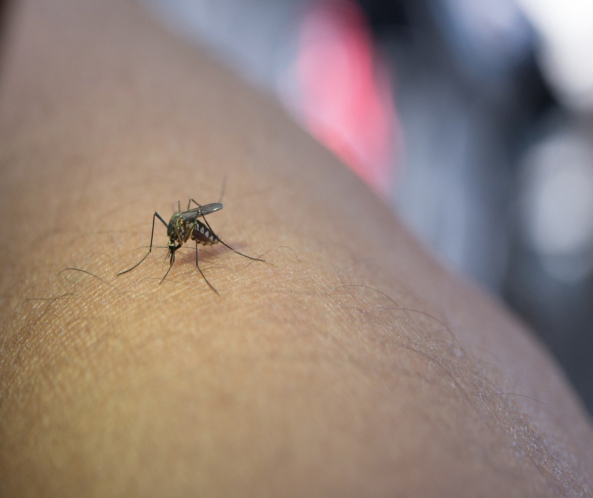 Idosa de 91 anos é a 17ª vítima de dengue em Mogi das Cruzes; Alto Tietê tem 44 mortes pela doença