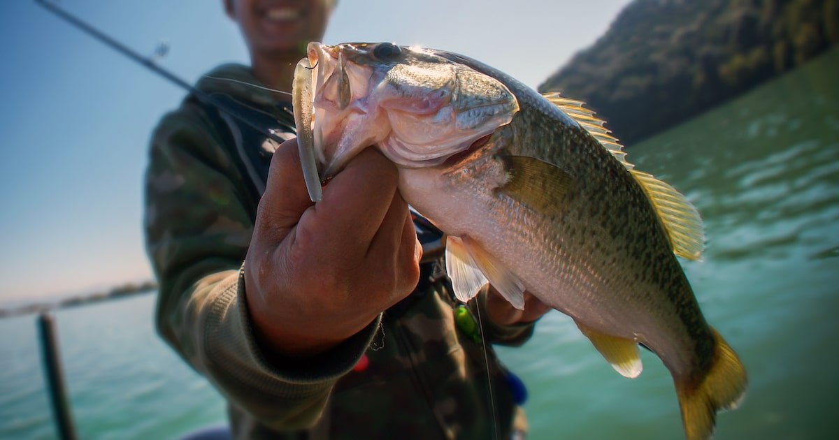 Qual foi o erro de cálculo que permitiu uma pesca maior do que a natureza dá conta