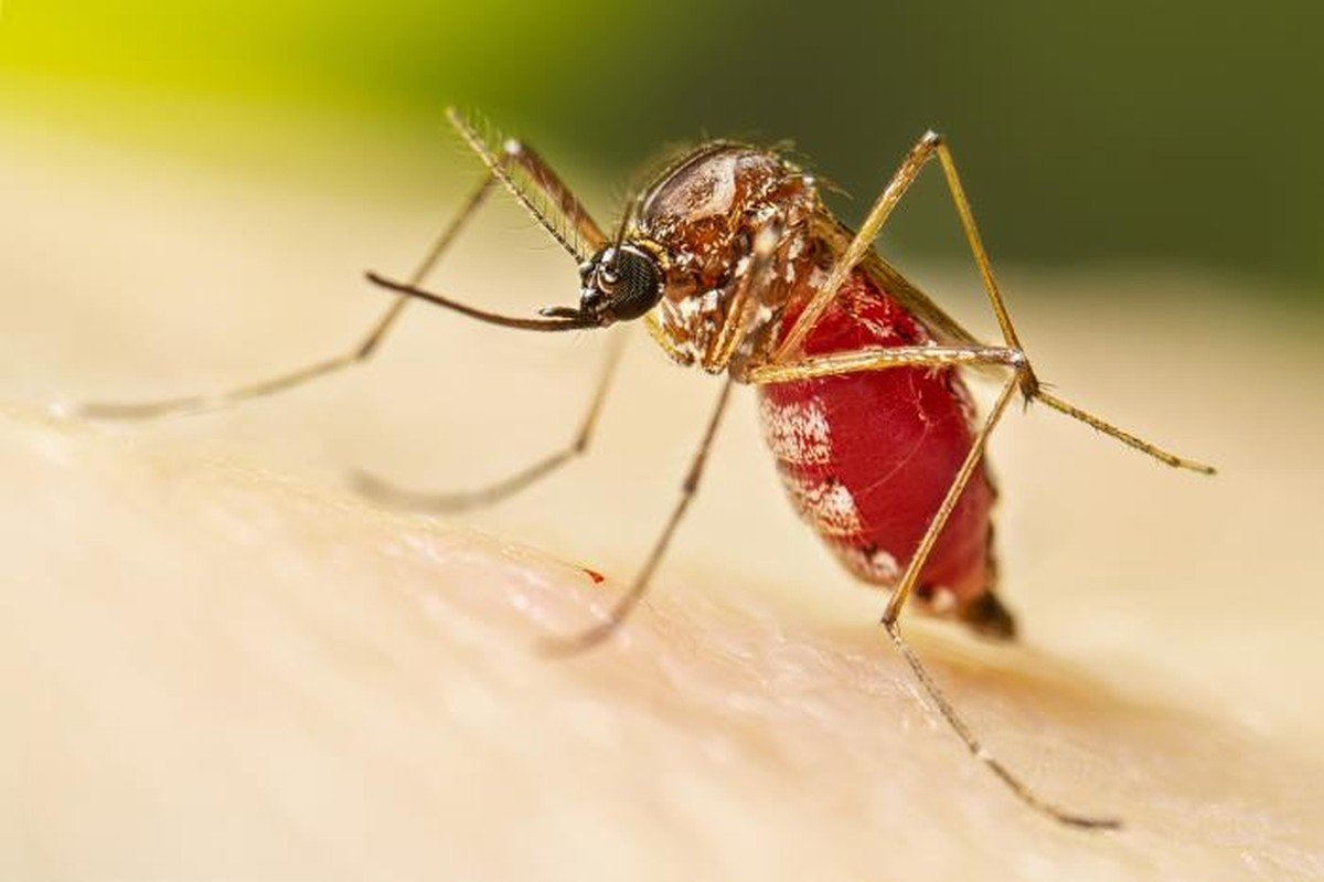 Bauru confirma mais duas mortes por dengue e 189 novos casos em uma semana